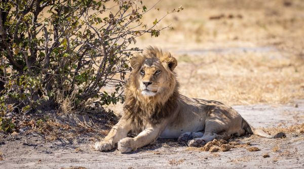 WILD4 Photo Tours Male Lion Botswana