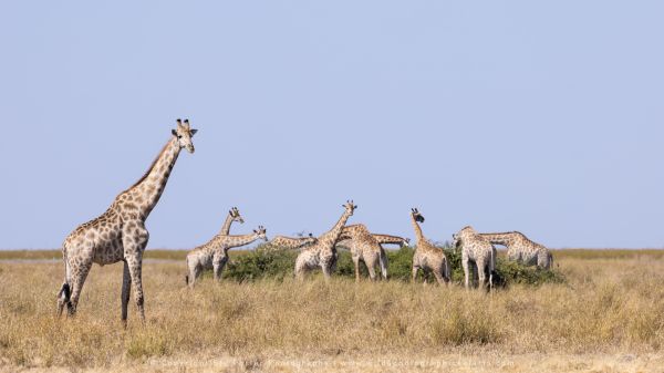 WILD4 African Photographic Safaris Stu Porter Giraffe eating