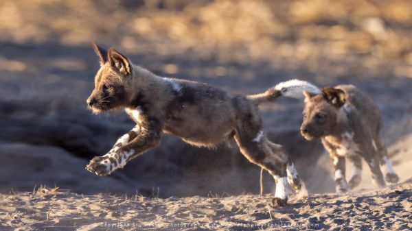 WILD4 African Photographic Safaris Stu Porter Wilddog