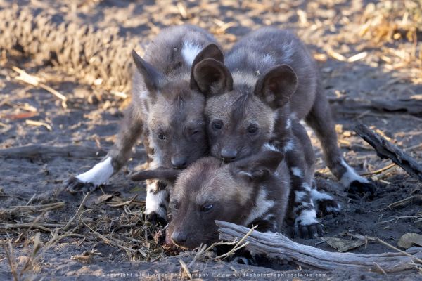 WILD4 African Photographic Safaris Stu Porter Dog Puppies Botswana