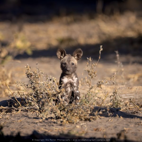 Wilddog puppy Botswana, by Stu Porter
