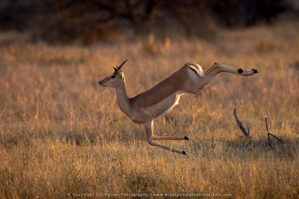 WILD4 Photo Tours Impala Botswana