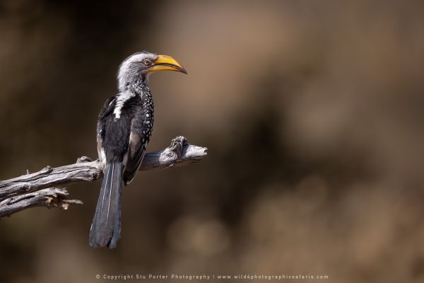 WILD4 African Photographic Safaris Stu Porter Hornbill Botswana