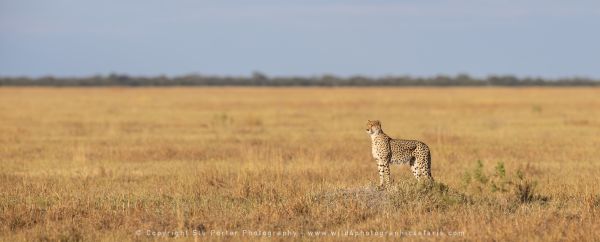 WILD4 African Photographic Safaris Stu Porter Cheetah Botswana Savuti