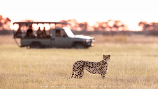 Cheetah Savuti Marsh Botswana by Stu Porter