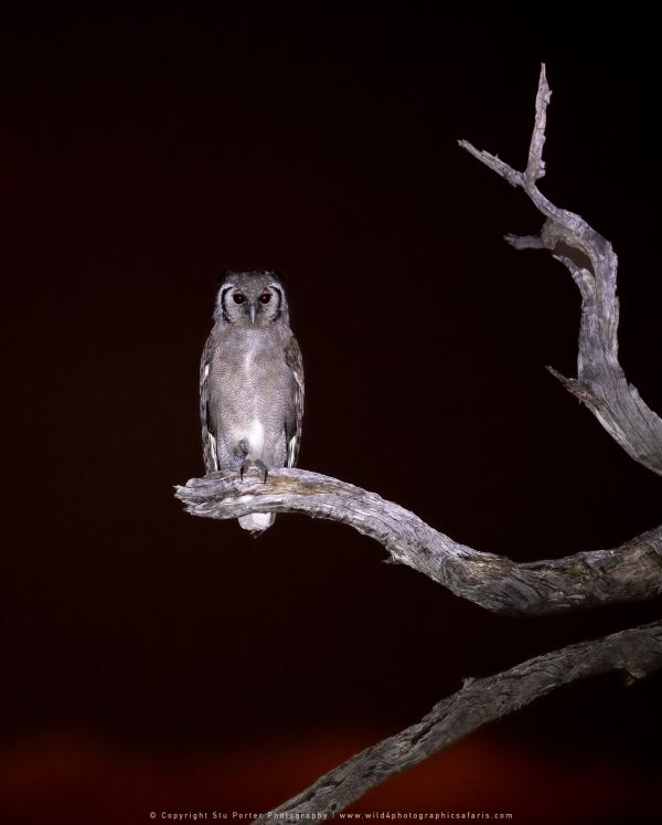 Verreuax's Owl, Botswana, by Stu Porter