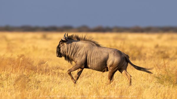 Blue Wildebeest, Botswana, by Stu Porter