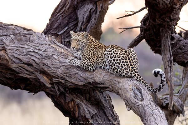 Leopard, Botswana, by Stu Porter