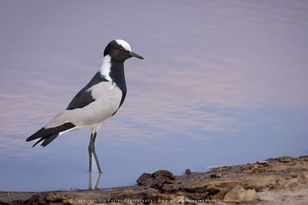 Plover Blacksmith, Botswana, by Stu Porter