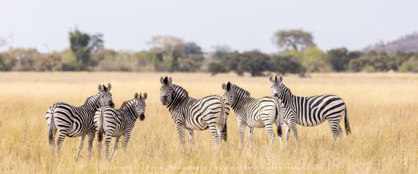 Zebra Savuti, Botswana, by Stu Porter