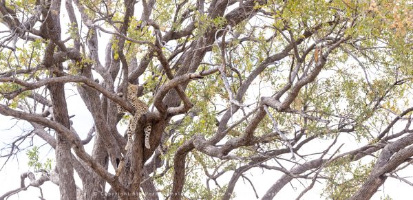 Stu Porter Photography Leopard Moremi Botswana