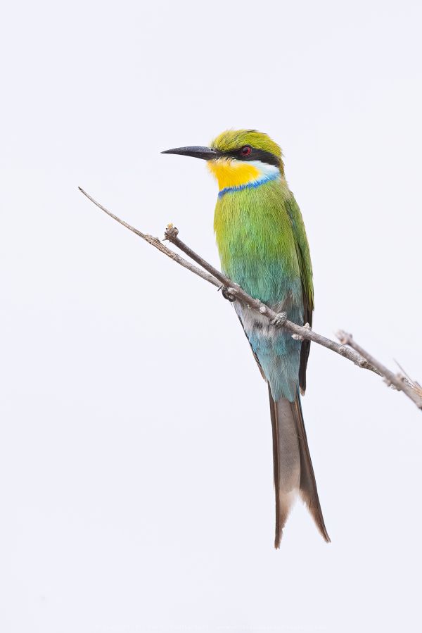 Bee-eater Savuti, Botswana, by Stu Porter