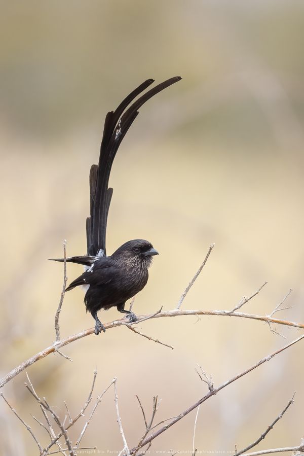 Magpie Shrike Savuti, Botswana, by Stu Porter