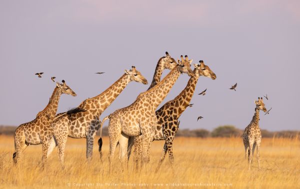 Stu Porter photography Giraffe Savuti Botswana