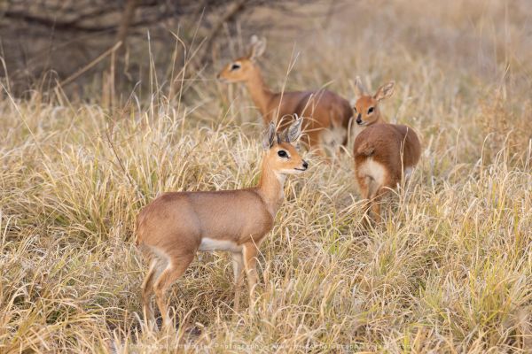 Steenbok, Botswana, by Stu Porter