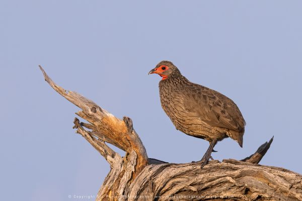 Swainson's, Botswana, by Stu Porter