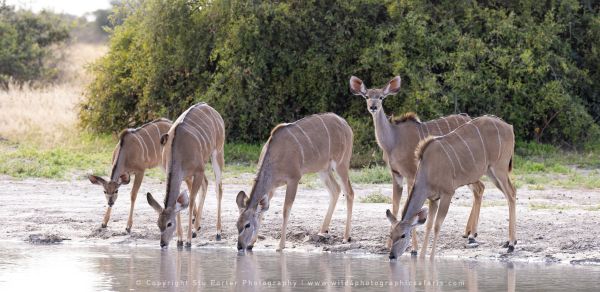 Kudu, Botswana, by Stu Porter