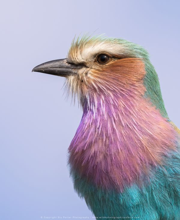 Roller, Botswana, by Stu Porter