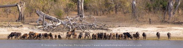 Sable herd Chobe, Botswana, by Stu Porter
