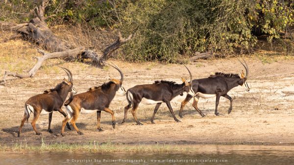 Sable antelope, Botswana, by Stu Porter