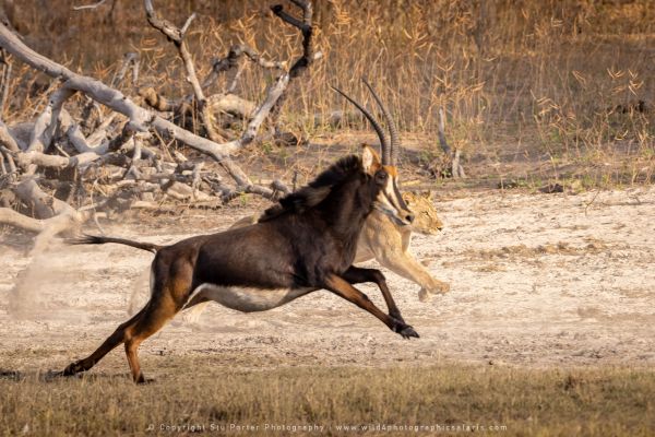Sable Lion running, Botswana, by Stu Porter