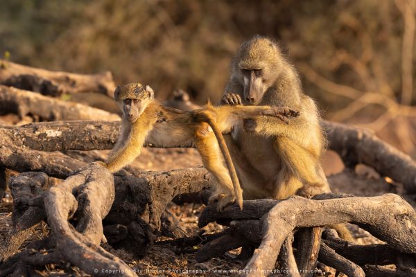 Baboon, Botswana, by Stu Porter