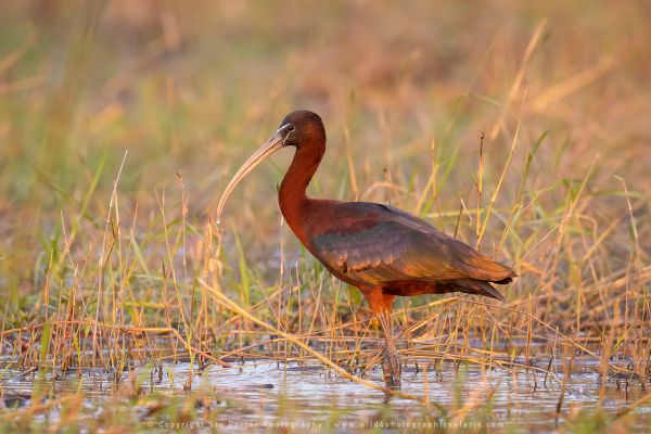 Glossy Ibis, Botswana, by Stu Porter