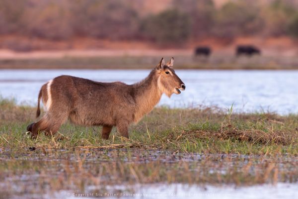 Waterbuck, Botswana, by Stu Porter