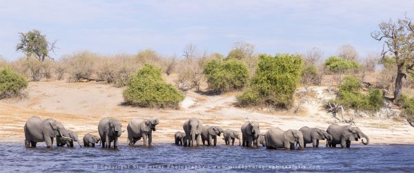 Elephants river chobe, Botswana, by Stu Porter