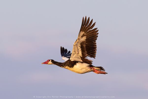 Spurwinged Goose, Botswana, by Stu Porter