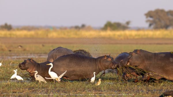 Hippos Chobe River, Botswana, by Stu Porter