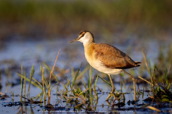 Lesser Jacana Chobe, Botswana, by Stu Porter