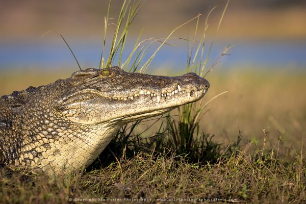 Crocodile Chobe River, Botswana, by Stu Porter WILD4 African Photo Safaris