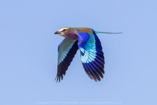 WILD4 Photo Tours Roller Botswana