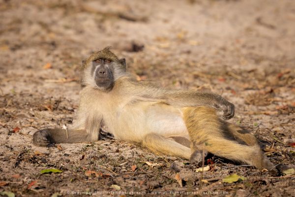 Baboon, Botswana, by Stu Porter WILD4 African Photo Safaris