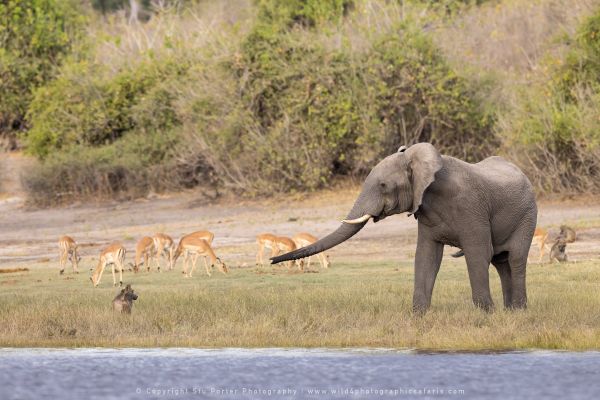 Baboon Elephant, Botswana, by Stu Porter WILD4 African Photo Safaris