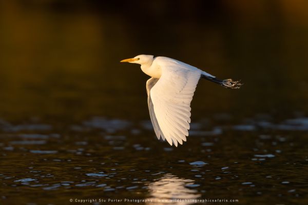 Egret, by Stu Porter WILD4 African Photo Safaris