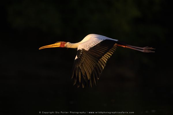 Yellow Billed Stork, Botswana, by Stu Porter WILD4 African Photo Safaris