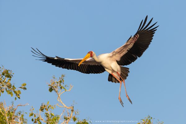 Yellow Billed Stork, Botswana, by Stu Porter WILD4 African Photo Safaris