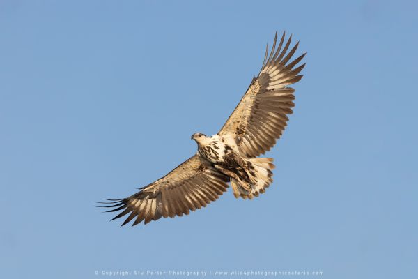 African Fish Eagle, Botswana, by Stu Porter WILD4 African Photo Safaris