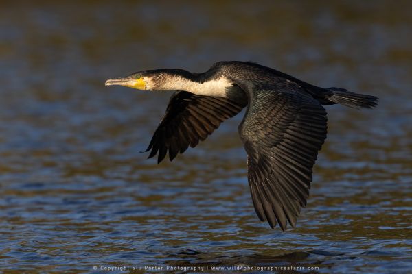 Cormorant, Botswana, by Stu Porter WILD4 African Photo Safaris