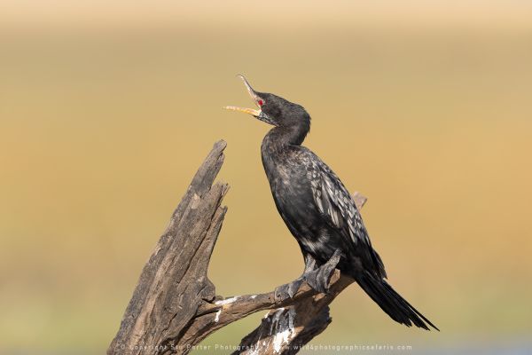 Reed Cormorant, Botswana, by Stu Porter WILD4 African Photo Safaris