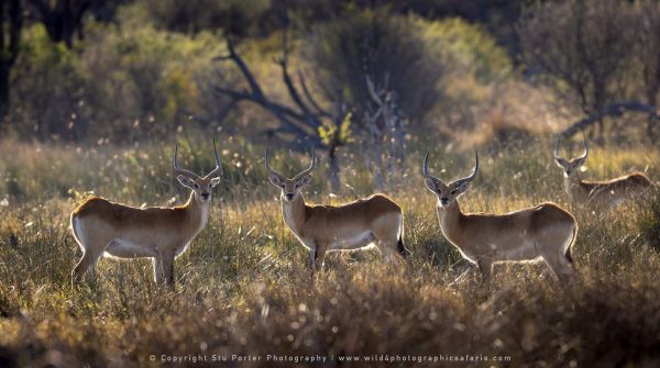 Stu Porter Photography Red Lechwe Okavango Delta