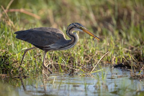 Purple Heron, Botswana, by Stu Porter WILD4 African Photo Safaris