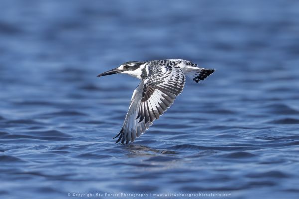 Pied Kingfisher, Botswana, by Stu Porter WILD4 African Photo Safaris