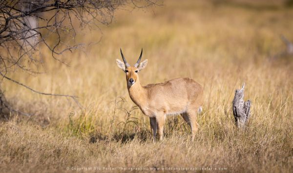 WILD4 Photo Tours Reedbuck Okavango delta