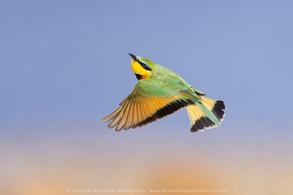 Stu Porter Photography Bee-eater Botswana