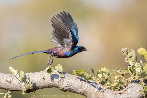 WILD4 Photo Tours Starling Botswana