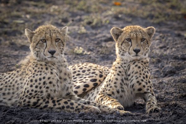 Leopards of Mala Mala Photo Safari with WILD4 African photo tours and Stu Porter Photography copyrig
