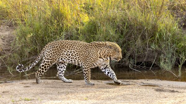 Leopards of Mala Mala Photo Safari with WILD4 African photo tours and Stu Porter Photography copyrig